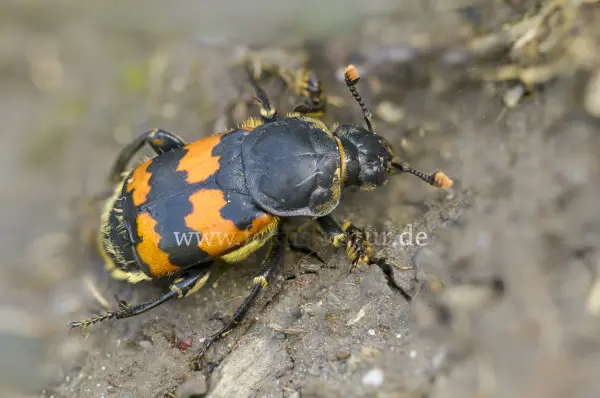 Fokus-Natur Bild