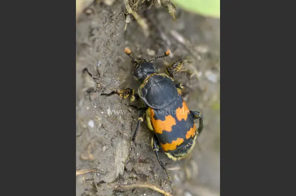Fokus-Natur Bild