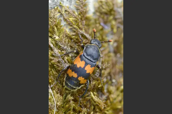 Fokus-Natur Bild