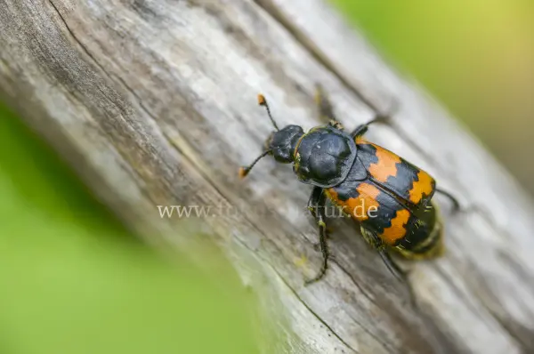 Fokus-Natur Bild