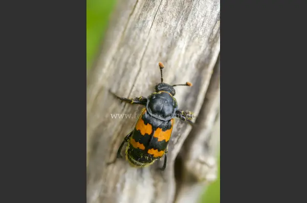 Fokus-Natur Bild