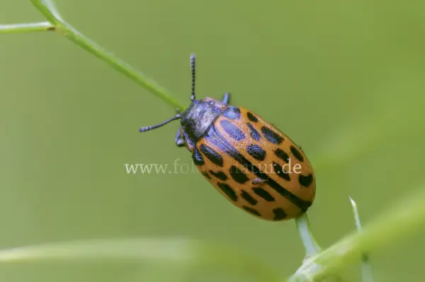 Fokus-Natur Bild