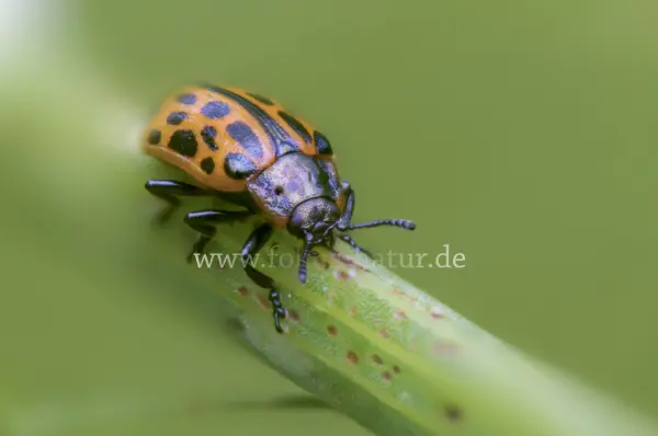 Fokus-Natur Bild