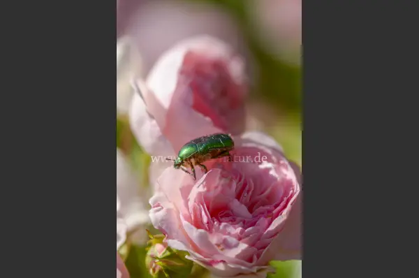 Fokus-Natur Bild