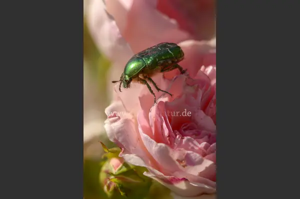 Fokus-Natur Bild