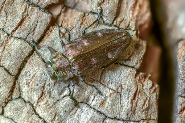 Fokus-Natur Bild