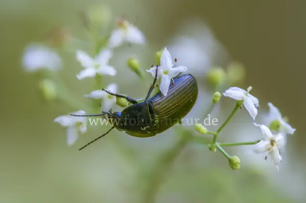 Fokus-Natur Bild