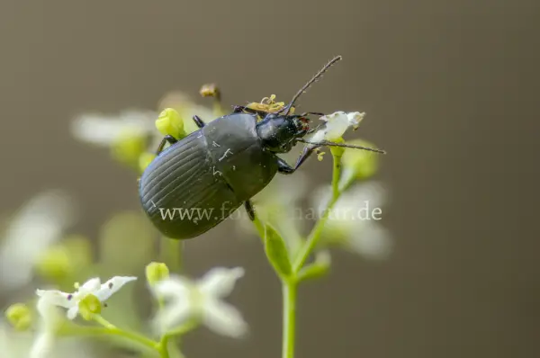 Fokus-Natur Bild