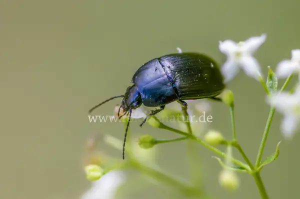 Fokus-Natur Bild