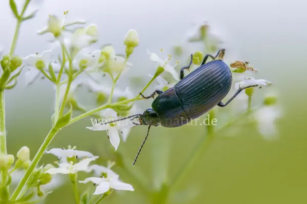 Fokus-Natur Bild