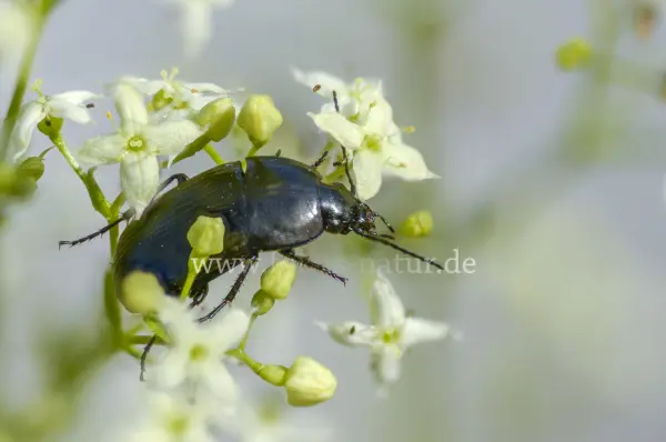 Fokus-Natur Bild