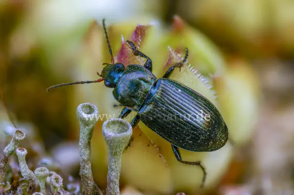 Fokus-Natur Bild