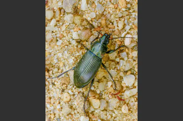 Fokus-Natur Bild
