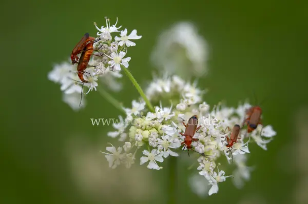 Fokus-Natur Bild