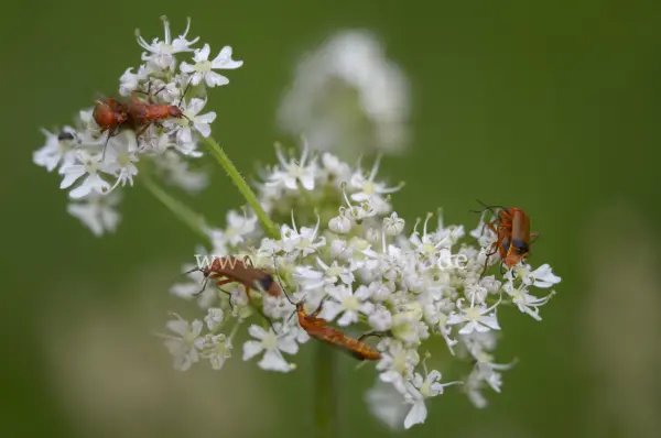 Fokus-Natur Bild