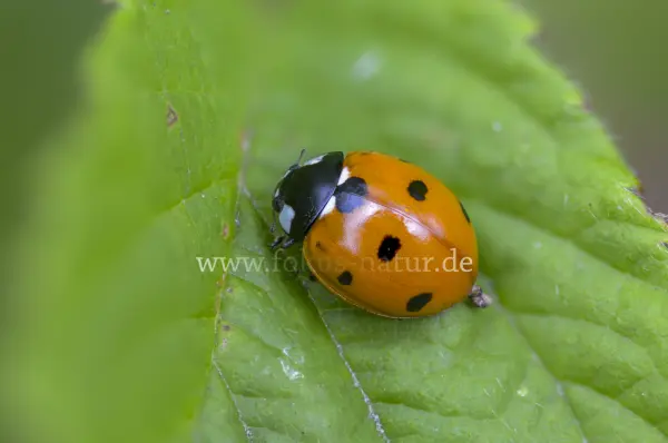 Fokus-Natur Bild
