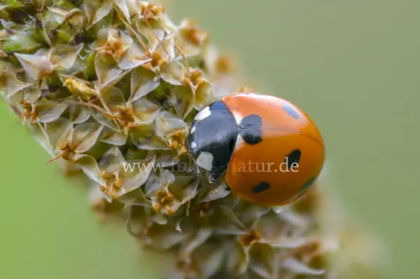 Fokus-Natur Bild