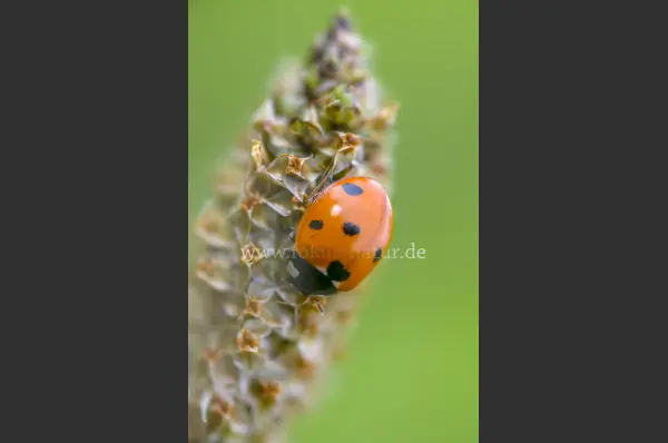 Fokus-Natur Bild
