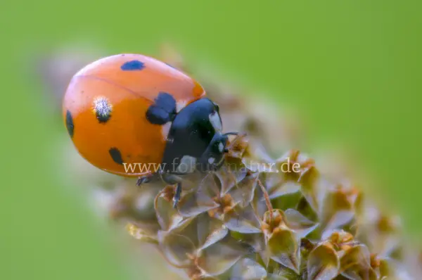 Fokus-Natur Bild