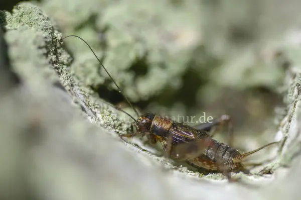 Fokus-Natur Bild