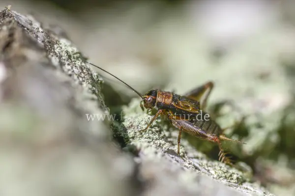 Fokus-Natur Bild