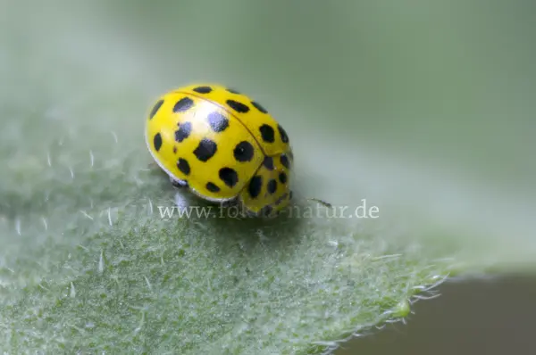 Fokus-Natur Bild