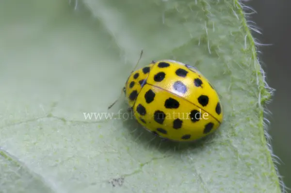 Fokus-Natur Bild