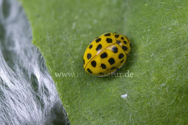 Fokus-Natur Bild
