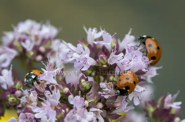 Fokus-Natur Bild