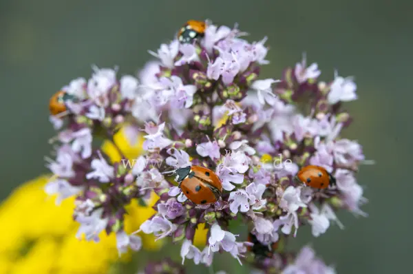 Fokus-Natur Bild
