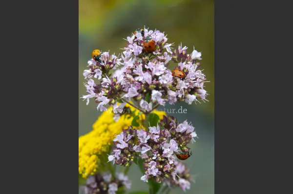 Fokus-Natur Bild