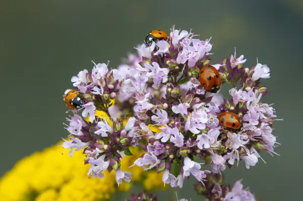 Fokus-Natur Bild
