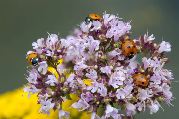 Fokus-Natur Bild