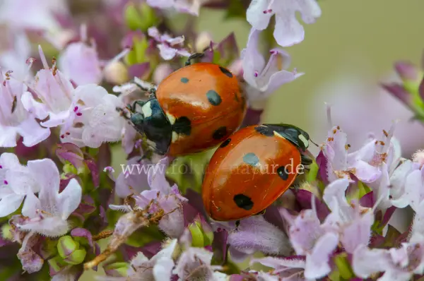 Fokus-Natur Bild