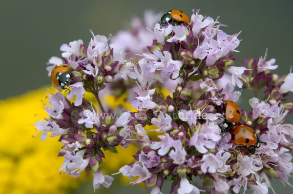 Fokus-Natur Bild