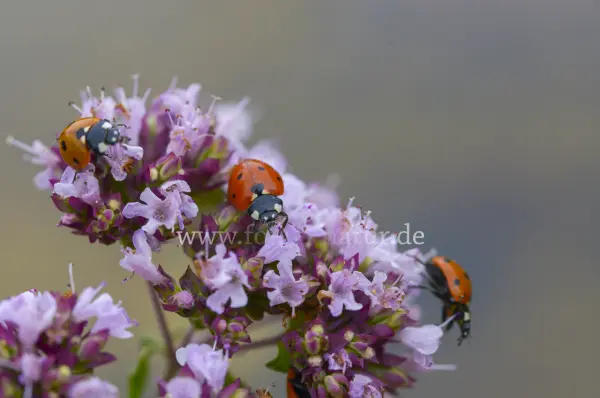 Fokus-Natur Bild