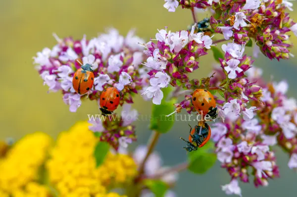 Fokus-Natur Bild