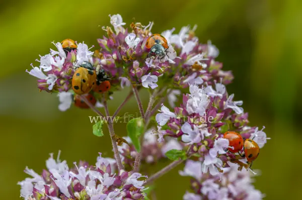 Fokus-Natur Bild