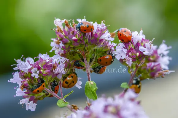 Fokus-Natur Bild