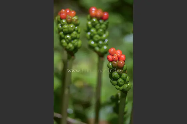 Fokus-Natur Bild