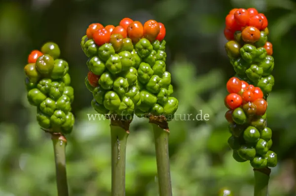 Fokus-Natur Bild