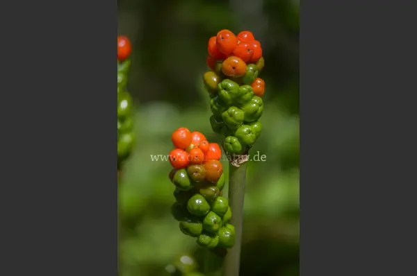 Fokus-Natur Bild
