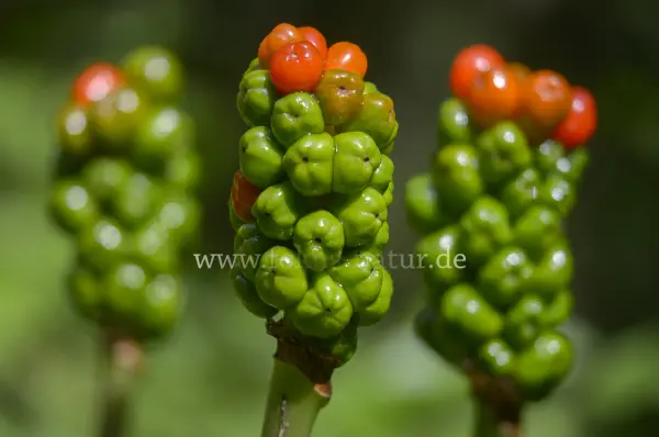 Fokus-Natur Bild