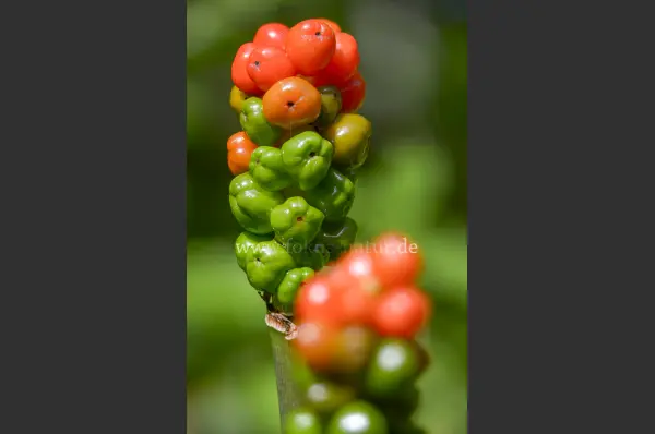 Fokus-Natur Bild