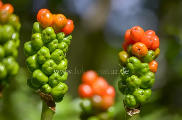Fokus-Natur Bild