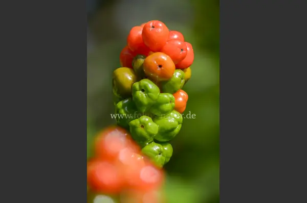 Fokus-Natur Bild