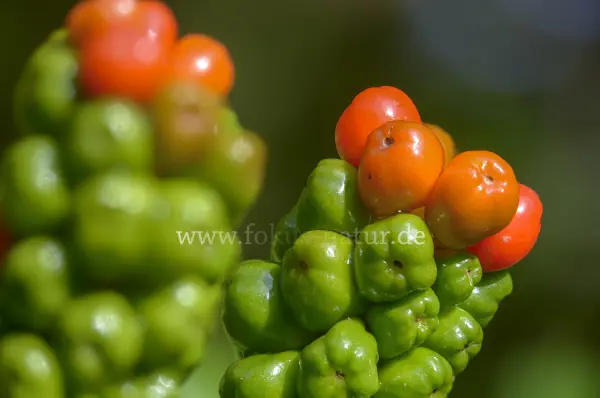 Fokus-Natur Bild