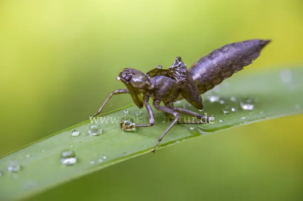 Fokus-Natur Bild