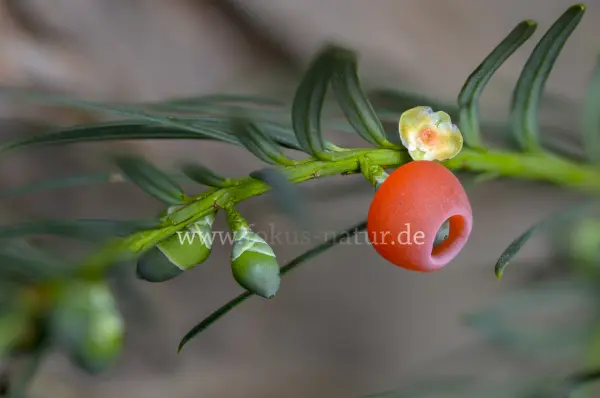 Fokus-Natur Bild