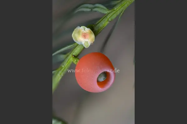 Fokus-Natur Bild